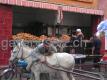 more donkey transport