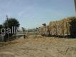 sugar cane transport